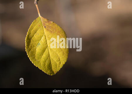 La feuille jaune solitaire sur une branche sur un arrière-plan flou. Temps d'automne dans les bois Banque D'Images