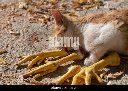 Brown et chat blanc manger des cuisses de poulet sur le sol Banque D'Images