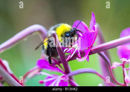 Bourdon sur fleur. Banque D'Images