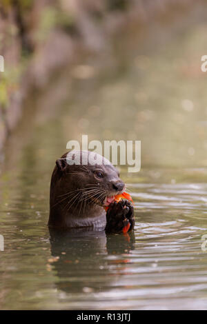 Enduit lisse Otter manger une carpe dans les jardins botaniques de Singapour Banque D'Images