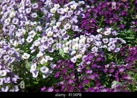 Sydney, Australie, lit de jardin de blanc, mauve et violet fleurs Alyssum doux Banque D'Images