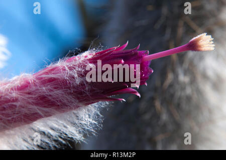 Sydney, Australie, close-up de couleur magenta fleur de cactus de la flamme d'argent Banque D'Images