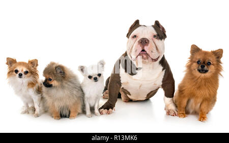 Homme american bully et petits chiens in front of white background Banque D'Images