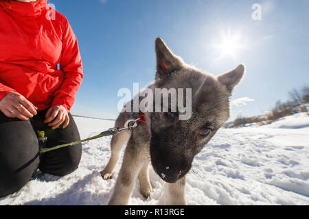 Chiot peu elkhund gris norvégien (Norsk elghund diesel 7) jouer avec le propriétaire dans winter park Banque D'Images