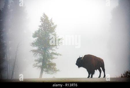 WY03529-00...WYOMING - Bison dans le brouillard près de Madison Jonction de Parc National de Yellowstone. Banque D'Images