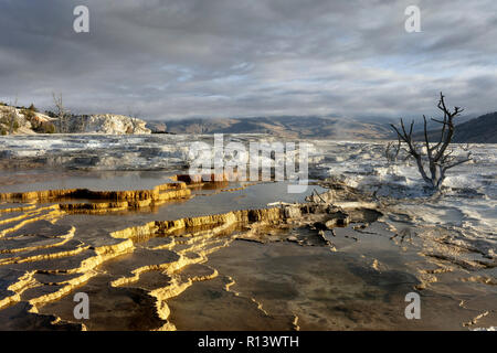 WY03567-00...WYOMING - Terrasses supérieures de Mammoth Hot Springs dans le Parc National de Yellowstone. Banque D'Images