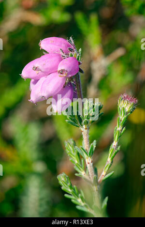 Heather Bell - Erica cinerea, Cairngorms Ecosse Banque D'Images