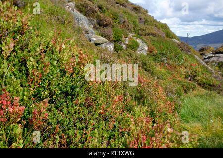 Plantes éricacées dans Chalamain Gap, montagnes de Cairngorm, Highland Ecosse - MYRTILLE Vaccinium myrtillus Whortleberry, ou Blaeberry, camarine noire - Emp Banque D'Images