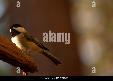 Peu élégant Carolina Chickadee perché fièrement sur une branche d'arbre dans la forêt (Poecile carolinensis) Banque D'Images