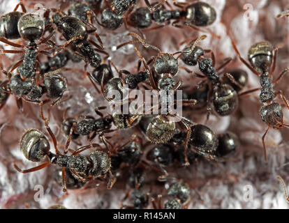 La macro photographie de groupe de jardin noir à la recherche de nourriture des fourmis Banque D'Images