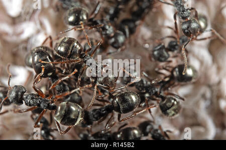 La macro photographie de groupe de jardin noir à la recherche de nourriture des fourmis Banque D'Images