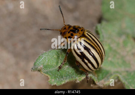 Doryphore, Leptinotarsa decemlineata Banque D'Images