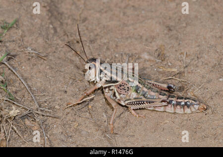 Sauterelle Brachystola plaines Lubber, Magna, femelle gravide Banque D'Images