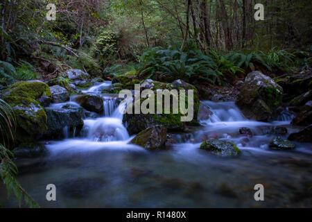 Une double cascade coule sur les roches moussues dans la forêt en Nouvelle Zélande Banque D'Images