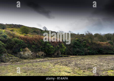 La croissance de la végétation près de l'estuaire Gannel à Newquay en Cornouailles. Banque D'Images