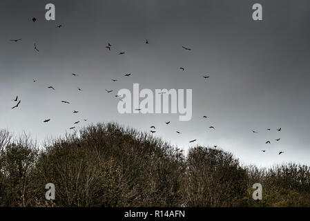 Un troupeau de meurtre de corbeaux volant au-dessus des arbres sur la rivière Gannel à Newquay Cornwall. Banque D'Images