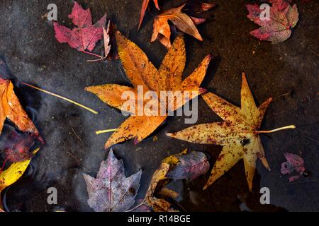 La variété de couleurs des feuilles d'automne dans l'eau Banque D'Images