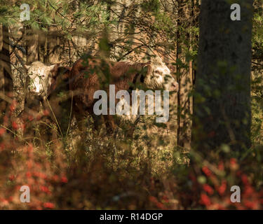 Vache veau Hereford et le pâturage de glands et d'herbe de pâturage d'automne, sur une journée d'automne ensoleillée en Nouvelle Angleterre woods Banque D'Images