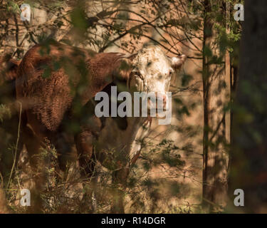 Vache veau Hereford et le pâturage de glands et d'herbe de pâturage d'automne, sur une journée d'automne ensoleillée en Nouvelle Angleterre woods Banque D'Images