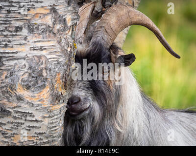 Un bouc se cacher derrière un arbre tout en regardant le photographe. Banque D'Images