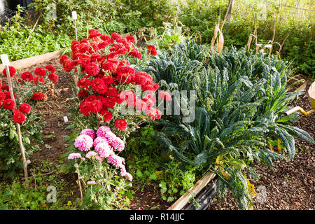 Un petit jardin potager où hardy sprays chrysanthème ajouter de la couleur à l'automne en même temps que le chou frisé toscan noir en Octobre Banque D'Images