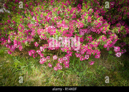 Daphne cneorum en fleur dans un jardin anglais en mai Banque D'Images