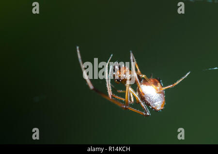 Pousykely Spider, Argyrodes sp., homme, dans le site web de cleptoparasite une argiope noir et jaune, l'Argiope aurantia Banque D'Images