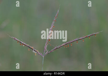 Le Barbon, Andropogon gerardii Banque D'Images