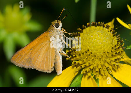 Skipper, Dion dion, Euphyes sur composite jaune Banque D'Images