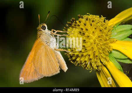 Skipper, Dion dion, Euphyes sur composite jaune Banque D'Images