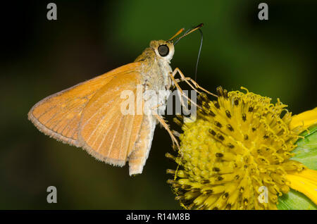 Skipper, Dion dion, Euphyes sur composite jaune Banque D'Images