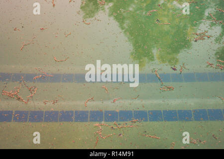 Étapes de la piscine sont vus de la saisie d'un trouble, piscine sale Banque D'Images