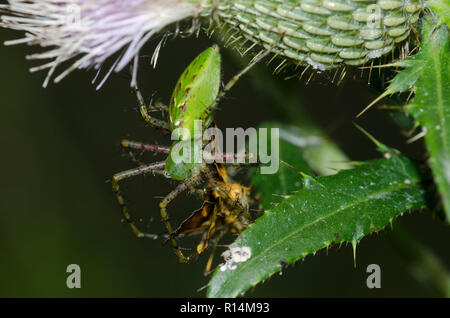 Green Lynx Spider, Peucetia viridans, femelle, avec Zabulon Skipper, Lon zabulon, mâle, sur chardon, Cirsium sp. Banque D'Images