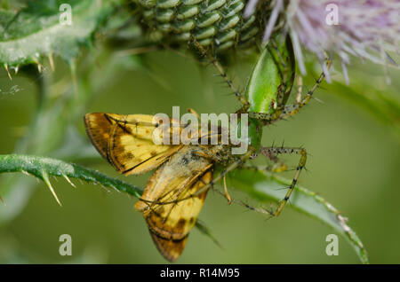 Green Lynx Spider, Peucetia viridans, femelle, avec Zabulon Skipper, Lon zabulon, mâle, sur chardon, Cirsium sp. Banque D'Images