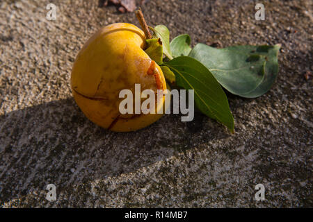 Kaki persimmon japonais mûrs fruits sur un arbre. Concept fruits biologiques de saison automne Banque D'Images