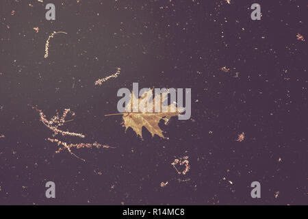 Les feuilles et les débris flotter au dessus d'une piscine sale, sombre Banque D'Images