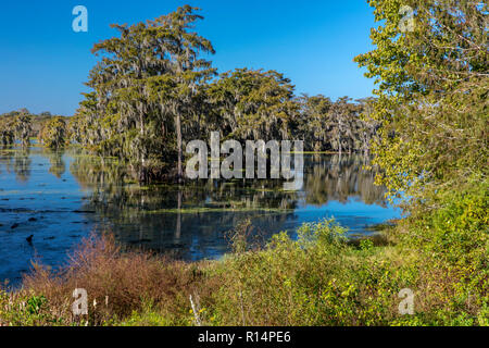 14 octobre 2018 - Lafayette, Louisiane, USA - Marécage Cajun & Lac Martin, près de Breaux Bridge et Lafayette en Louisiane Banque D'Images