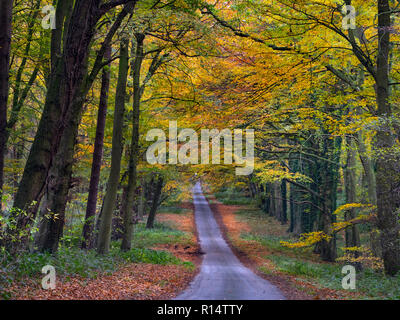 Country Lane à travers les bois de hêtre à Holkham nord Norfolk Banque D'Images