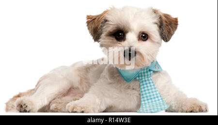 Shih Tzu, 8 mois, portant une cravate in front of white background Banque D'Images