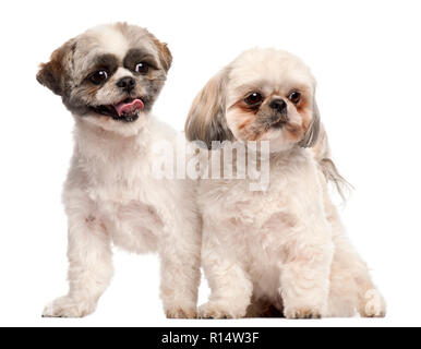 Shih Tzus, 3 ans, in front of white background Banque D'Images