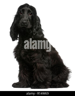 Cocker Anglais chiot, âgé de 5 mois, in front of white background Banque D'Images