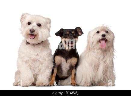 Les chiens maltais, 9 ans et polyvalent de race, 2 ans, assis à l'arrière-plan blanc Banque D'Images