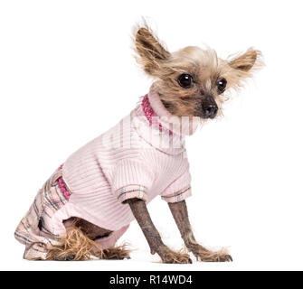 Chien Chinois à Crête, 10 ans, vêtue de rose, assis et à l'extérieur contre fond blanc Banque D'Images