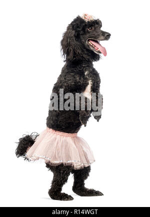 Caniche, 5 ans, debout, dansant, vêtu d'un tutu rose et haletant in front of white background Banque D'Images