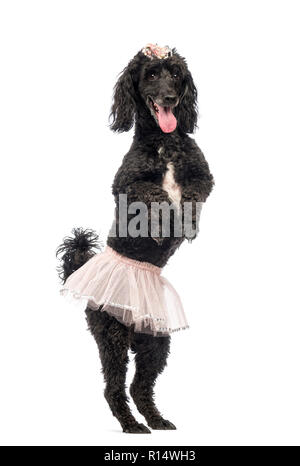 Caniche, 5 ans, debout, dansant, vêtu d'un tutu rose et haletant in front of white background Banque D'Images