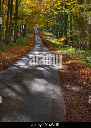 Country Lane à travers les bois de hêtre à Holkham nord Norfolk Banque D'Images