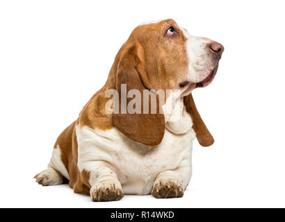 Basset Hound couché et regardant vers le haut, isolated on white Banque D'Images