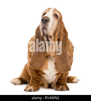 Vieux Basset Hound assis et regardant vers le haut, isolated on white Banque D'Images