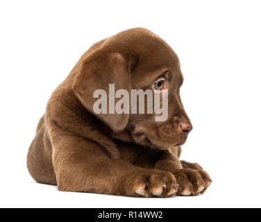 Labrador Retriever chiot couché et regardant vers le bas, 2 mois, isolated on white Banque D'Images