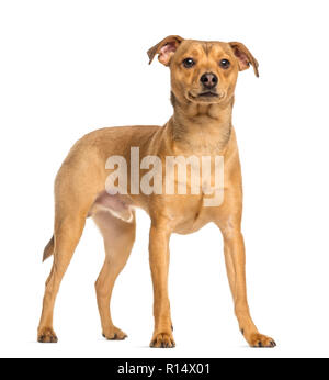 Pinscher allemand, 8 mois, debout, isolated on white Banque D'Images